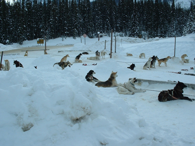 Dog Sled Ride 1.JPG